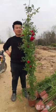 150厘米藤本月季