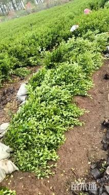 高度50厘米卫矛