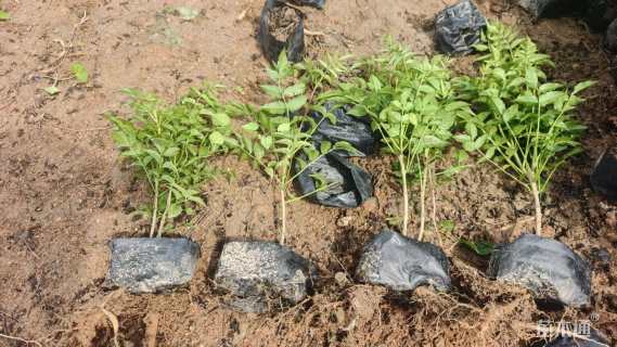 高度30厘米紫云藤