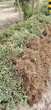 高度30厘米绣线菊