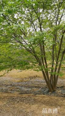 6公分丛生朴树