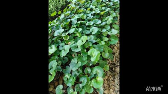 高度20厘米大吴风草