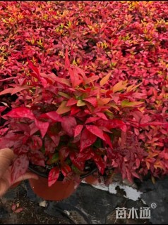 高度30厘米火焰南天竹