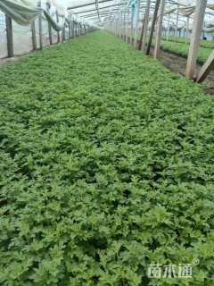 高度15厘米国庆菊