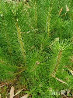 0.8公分造型黑松