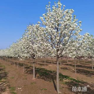 10公分彩叶豆梨