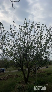 22公分丛生香泡