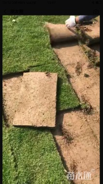 混播黑麦草