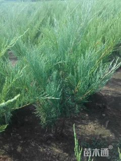 高度50厘米沙地柏