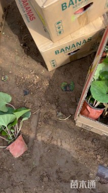 高度20厘米大吴风草