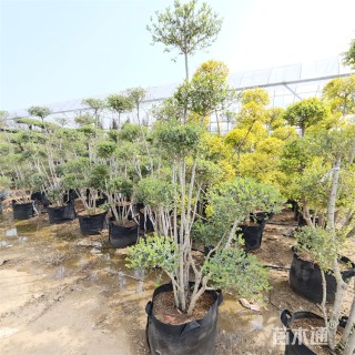 6公分造型小叶女贞