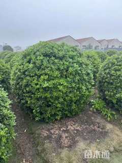 冠幅180厘米海桐球