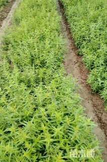 高度10厘米千屈菜