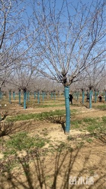 15公分高杆染井吉野樱