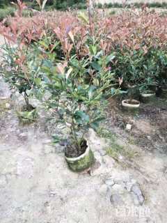 0.1公分红叶石楠