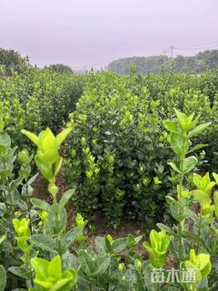 高度40厘米北海道黄杨