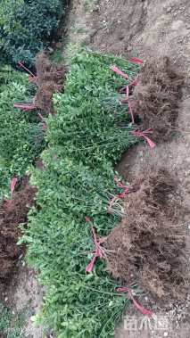 高度55厘米大叶黄杨