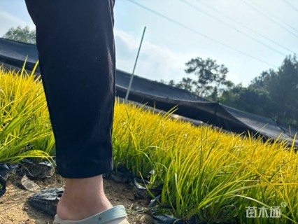 高度25厘米金叶石菖蒲