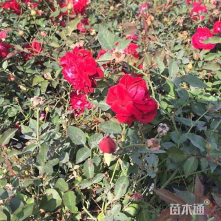 高度25厘米丰花月季小苗