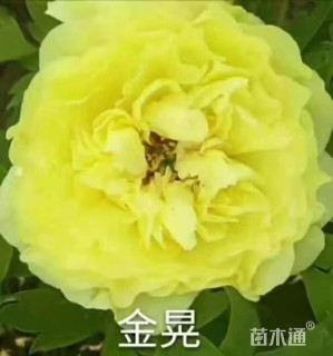 高度30厘米牡丹