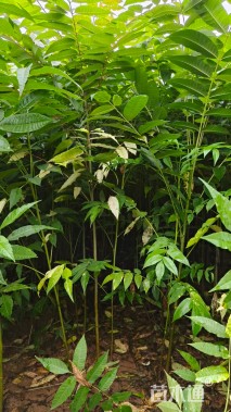 高度80厘米香椿小苗