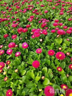 高度20厘米雏菊