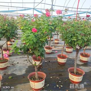 高度40厘米红帽月季