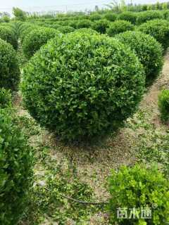 冠幅130厘米瓜子黄杨球