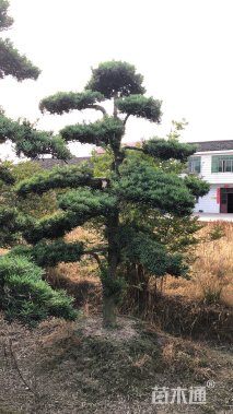 12公分造型罗汉松