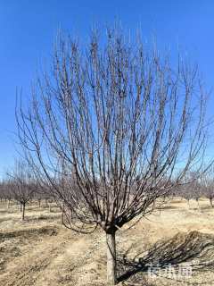 15公分绚丽海棠