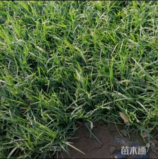 高度10厘米麦冬