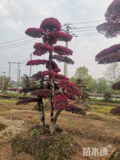 高度200厘米红花继木