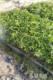 高度15厘米黄金菊