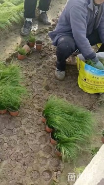 高度20厘米细茎针茅