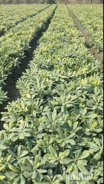 高度28厘米海桐