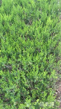 高度20厘米塔柏