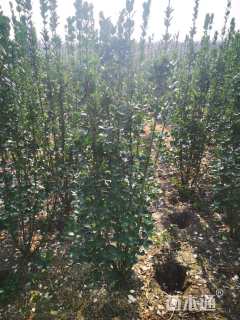 高度185厘米北海道黄杨