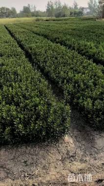 高度40厘米大叶黄杨小苗