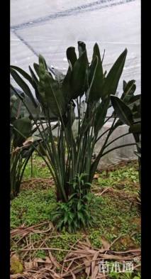 高度110厘米鹤望兰