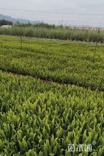 高度20厘米肾蕨