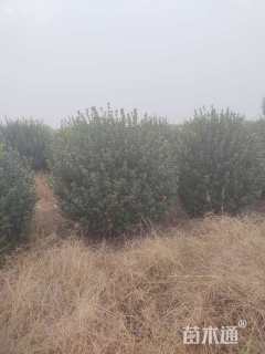 冠幅150厘米卫矛球