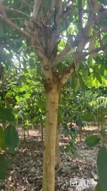 11公分大叶紫薇