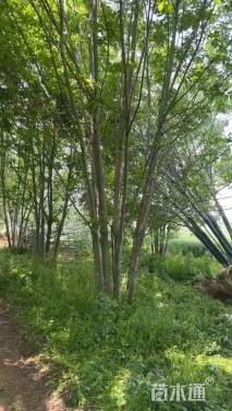 高度600厘米(5杆)丛生白蜡