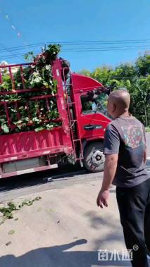 冠幅80厘米卫矛球