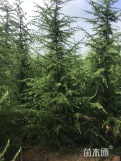 高度300厘米雪松