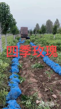 高度60厘米四季玫瑰