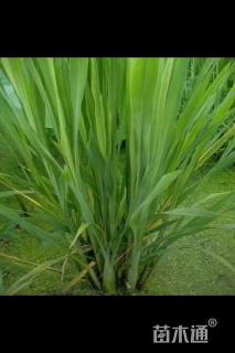 高度30厘米茭笋