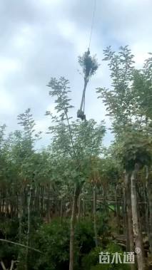 6公分黄花风铃木