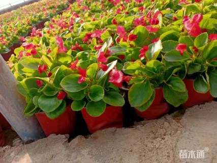 高度20厘米四季海棠