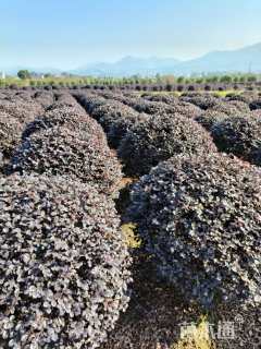 冠幅120厘米红花继木球